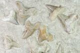 Fossil Mackeral Shark (Otodus) Teeth - Composite Plate #137337-1